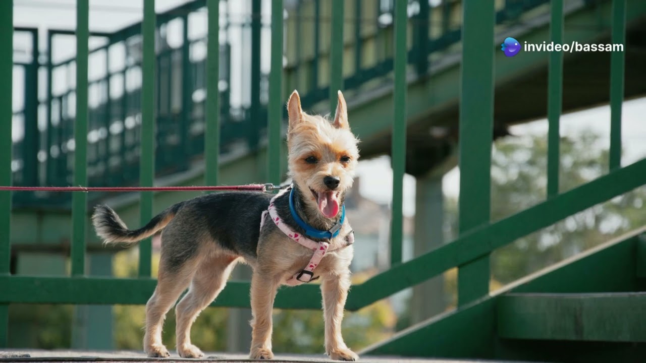 Yorkie Adventures London Walks with My Furry Friend!