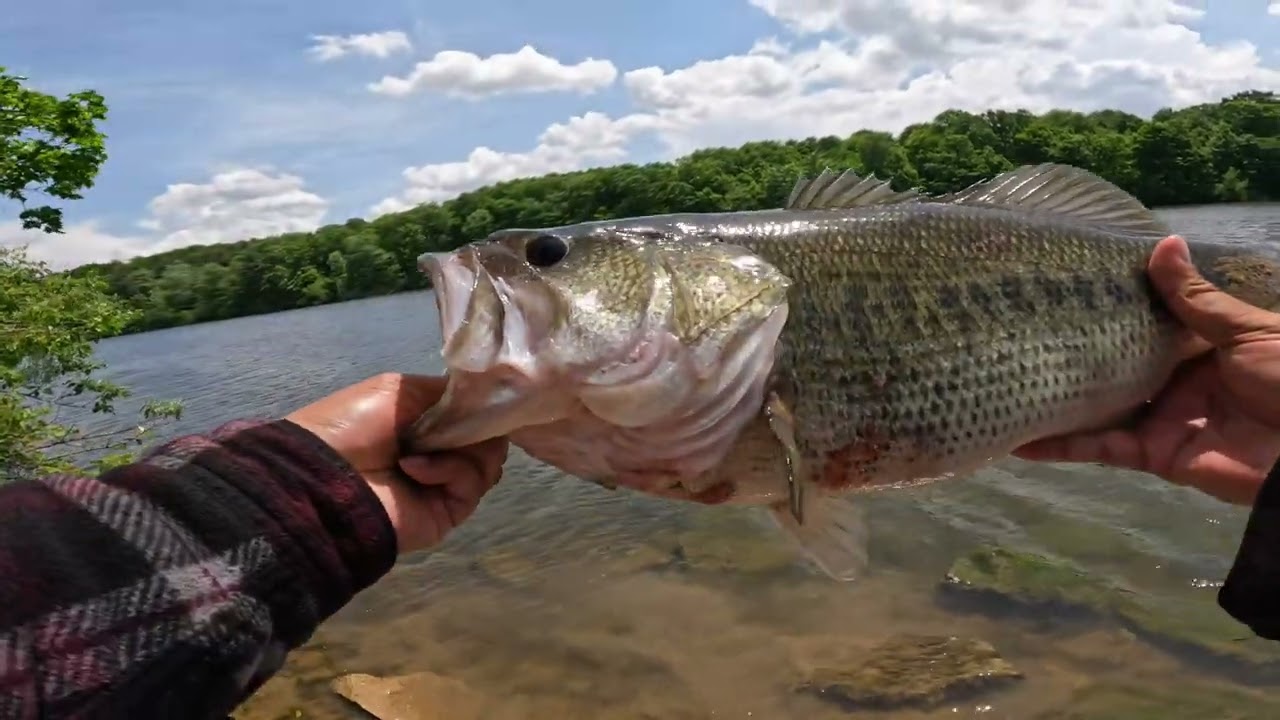 Findley Lake Monster Bass