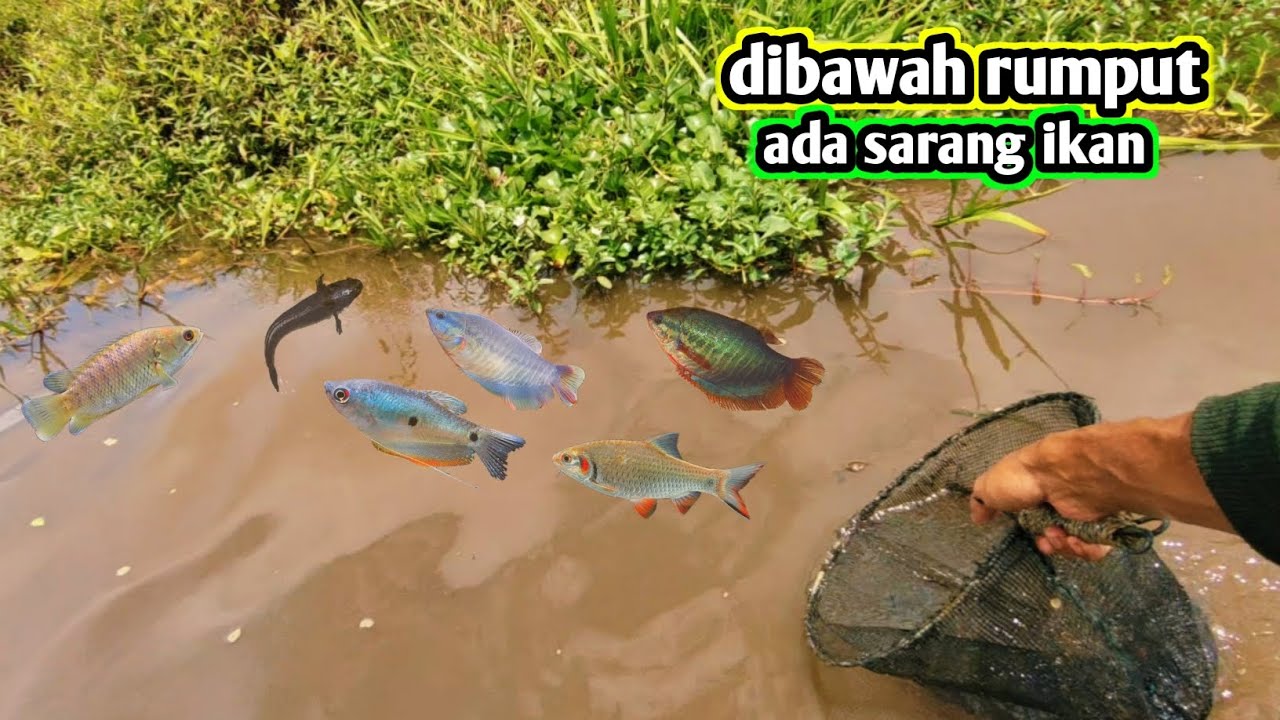 BERBAGAI IKAN SAWAH BERSEMBUNYI DI BAWAH RUMPUT