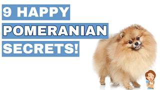 9 Things That Instantly Make Pomeranians Happy