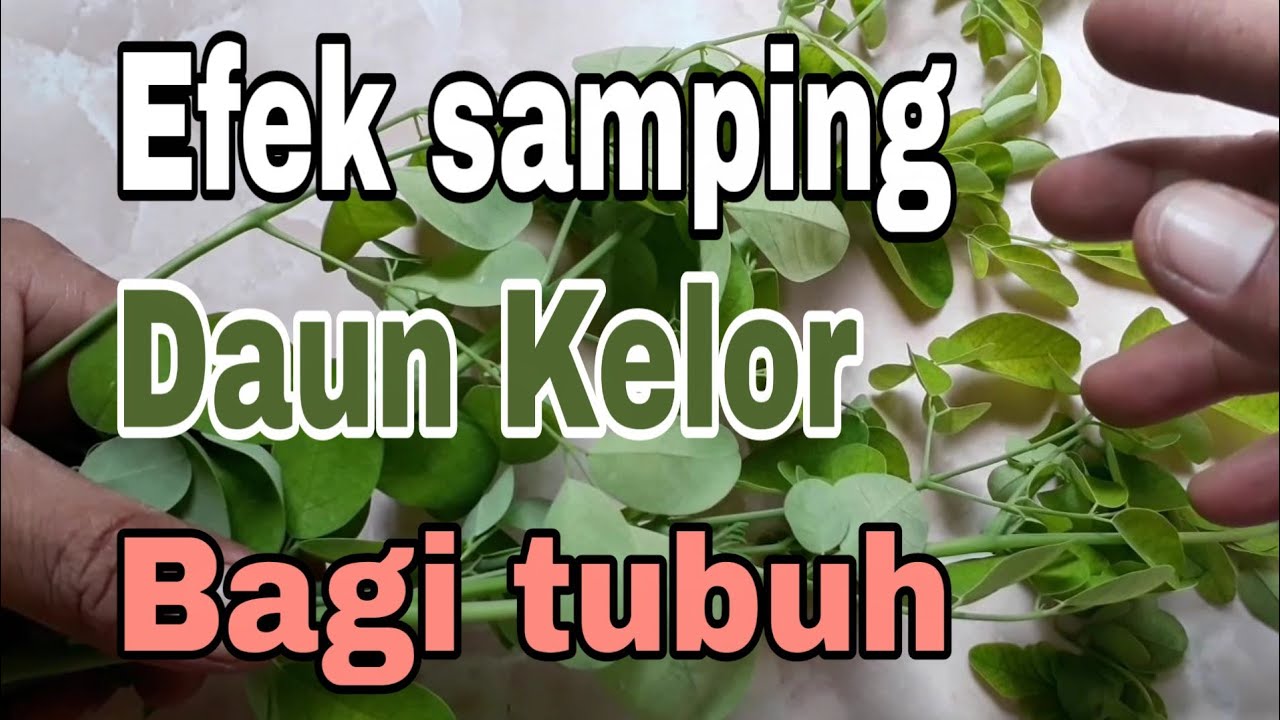 8 Khasiat Daun Kelor Untuk Kesehatan HerbaLife 