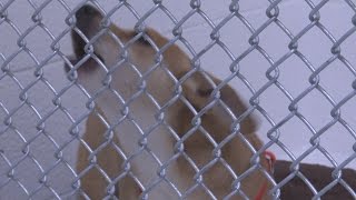Federal Court rules Police can shoot a dog that moves, barks during search warrant