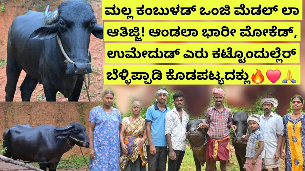 ಇಲ್ಲಲ್ ನಮಡಾ ಜಾಸ್ತಿ ಇಜ್ಜಾಂಡಲ, ಮೆಡಲ್ ಆಯಿಜಾಂಡಲಾ ಕೂಟಡ್ ಪಾಲ್ ಪಡೆಪುನನೆ ಖುಷಿ! Bellipady Kodapatya ❤🙏