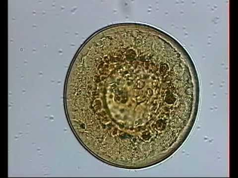 ARCELLA DISCOIDES bacterial transformation