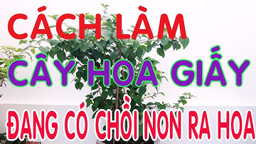 Cách Làm  Cây Hoa Giấy Đang Có Chồi Non Ra Hoa
