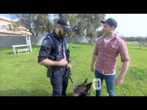 sa-police-dog-operations-unit-training-as-filmed-by-totally-wild