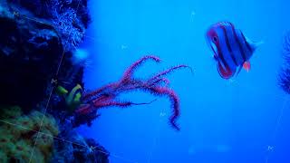 Beautiful aquarium fish swim in the aquarium, blue background.