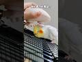 【鳥定期#82】マッサージ器の虜になるインコ #インコ #鳥 #かわいい #ペット