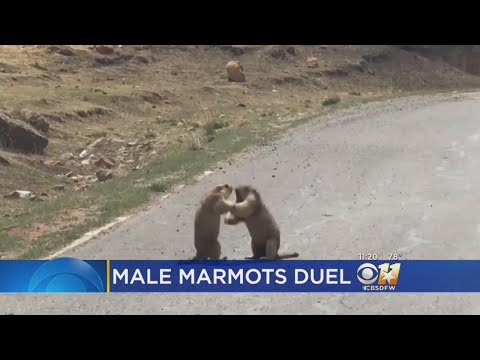 Male Marmots Duke It Out Over Female Love Interest