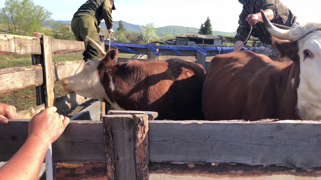 Увезли коров на пастбище . - YouTube