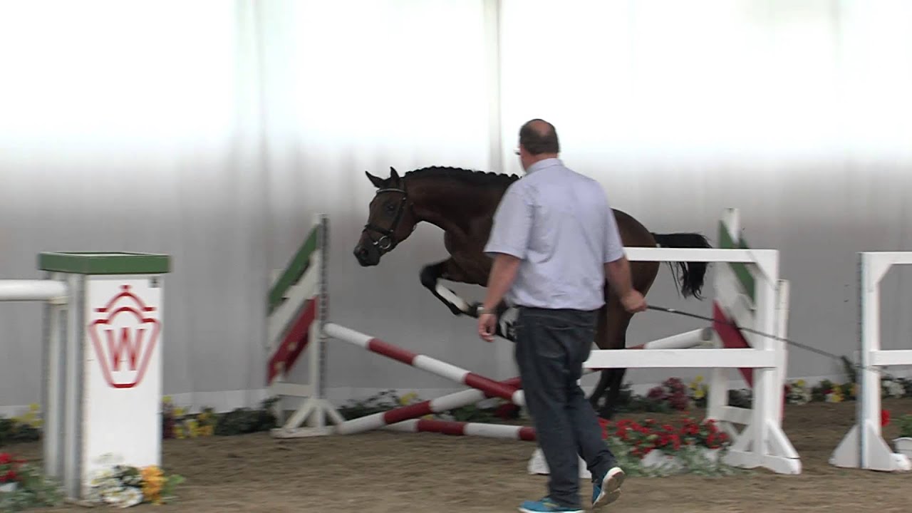 Genesis Show Jumper for Sale at Brightwells Elite August 2013 Sale at