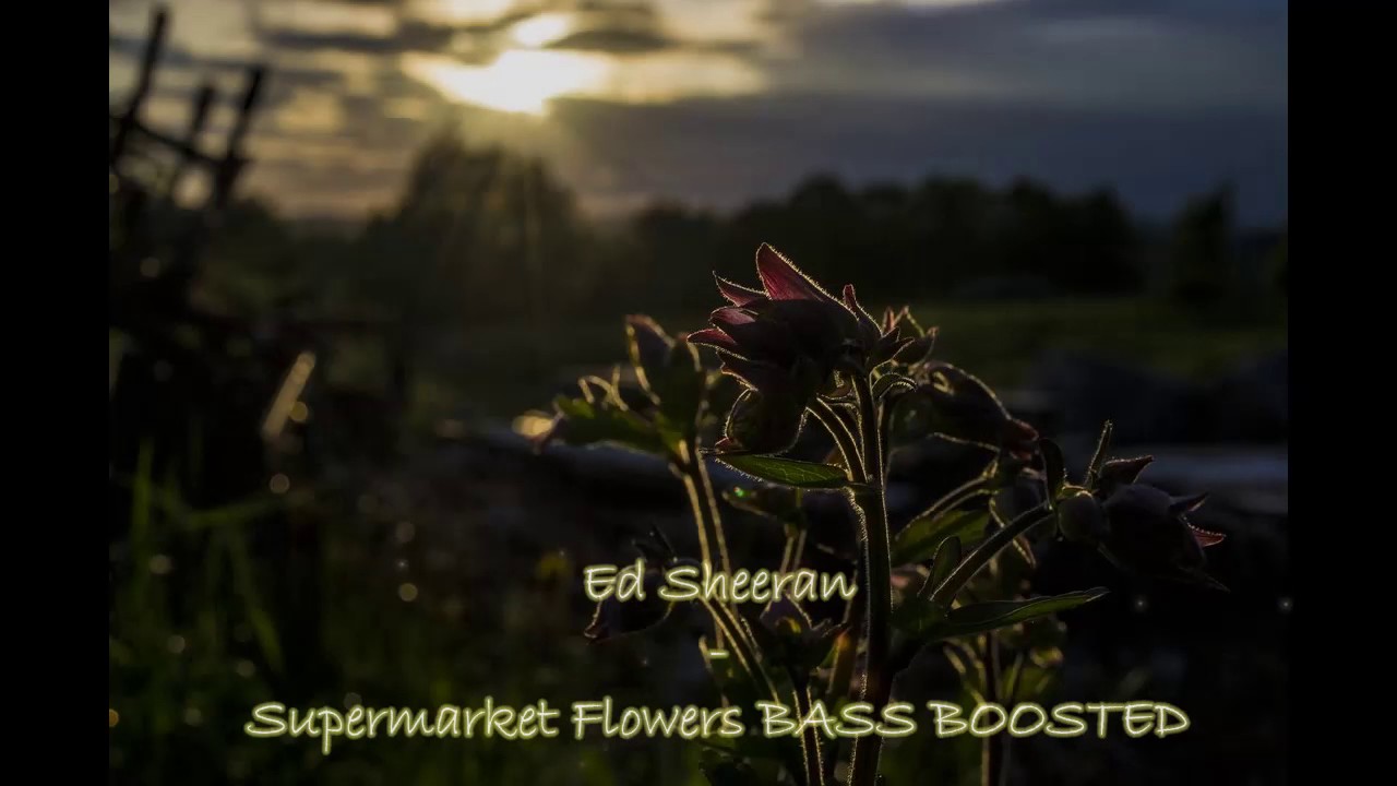 Ed Sheeran Supermarket Flowers BASS BOOSTED [ Divide 2017 ] By