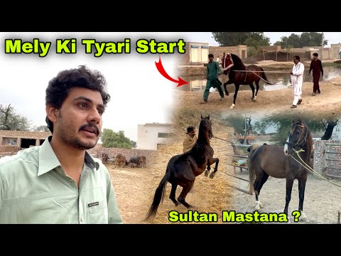 Sanwal Ghordy Ki Training Start ❤️ || Mely Par Kon Say Ghordy Ja Rhy ? Mastana Sultan 🤔