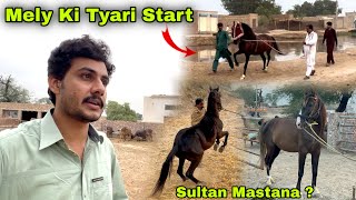 Sanwal Ghordy Ki Training Start ❤️ || Mely Par Kon Say Ghordy Ja Rhy ? Mastana Sultan 🤔