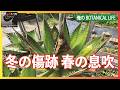 アガベの冬の被害を見ていきます。そして春の息吹を感じた温室の植物たち。