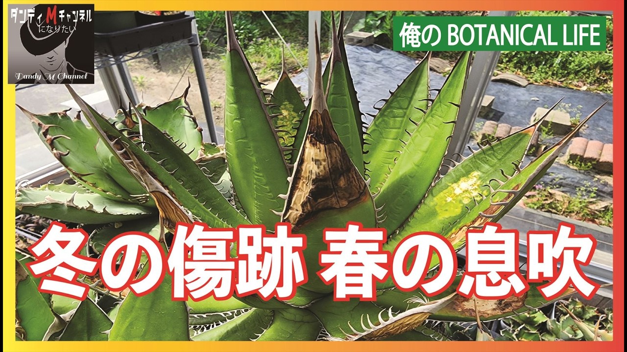 アガベの冬の被害を見ていきます。そして春の息吹を感じた温室の植物たち。