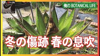 アガベの冬の被害を見ていきます。そして春の息吹を感じた温室の植物たち。
