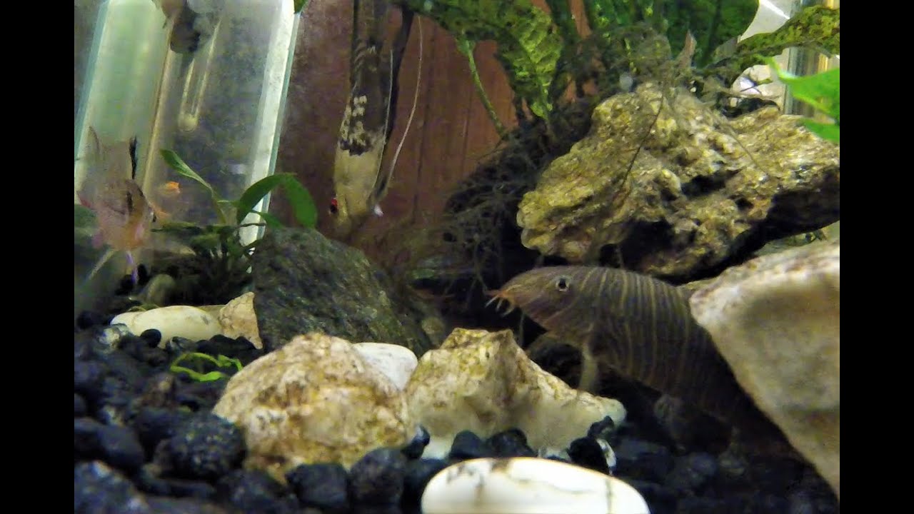 Zebra Loaches "Clicking" With Excitement During Feeding Time YouTube