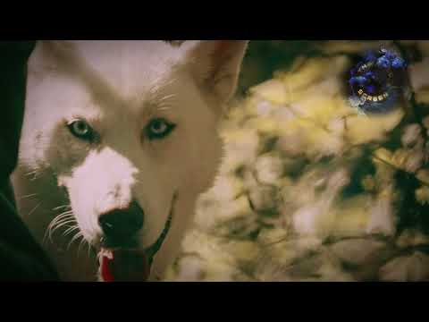 قصيدة حوار كلب - شعر وإلقاء مجدي سعدية // Dog's Conversation's Poem By Majdi Saadieh