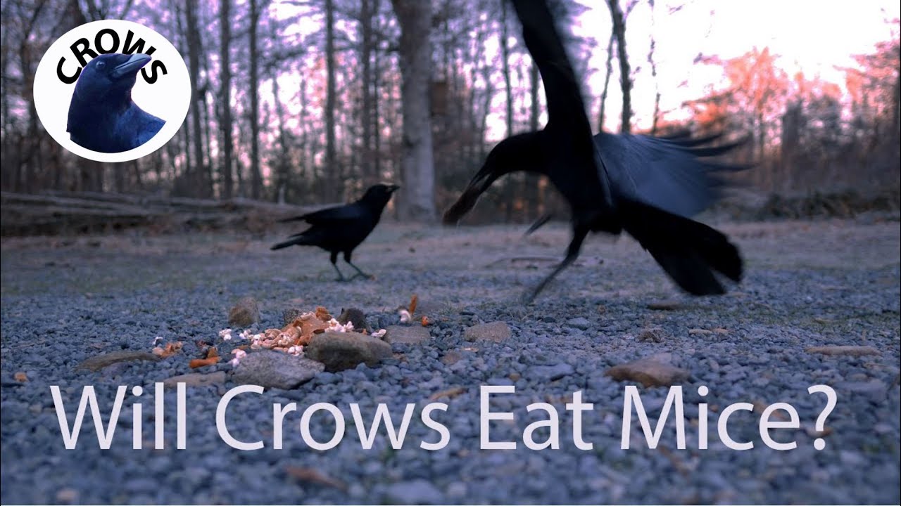 Crow Mouse Do Crows Like Mice? - YouTube