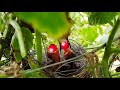 SUPER CYCLE of Red Grape Caterpillar Cockroach Cricket Feeding | Baby Birds in Nest | EP 3 DAY 1