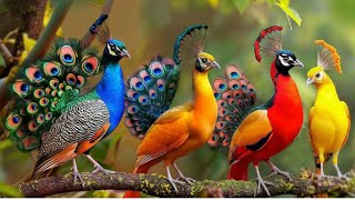 Famous 15 Most Beautiful Birds on Planet Earth!  Profile