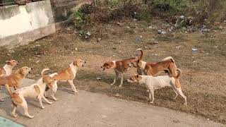 Dog fight|  territory fight |fighting dogs|