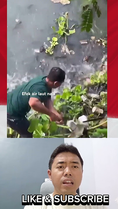 Flood of Drunk Fish, Harvest of Super Jumbo Fish in the River #shorts #shortviral #fishing #mancing