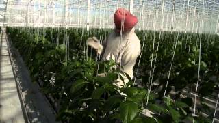 Ravi Cheema - BC Greenhouse Grower