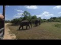 3D INSTA360 SriLanka 2020 Nationalpark Südprovinz Elefanten