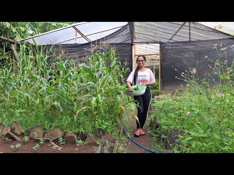 Lihat Kebunku 🤩 || Slow living at Desa Pariwisata Tetebatu - Lombok timur ||