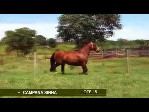 LOTE 15 - Campana Sinhá