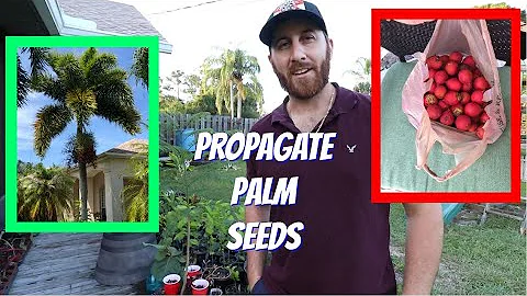 Germinate Palm Seeds | Propagation | Peat Moss vs Perlite