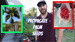 Germinate Palm Seeds | Propagation | Peat Moss vs Perlite