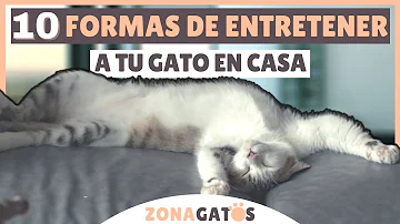 ¿Cómo se entretiene a un gatito solo?