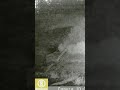 Cow Elk on Trail Camera | Utah Wildlife