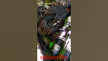 wait come duck 2 headshot/ nunggu belibis datang baru poin 2#shorts #belibis