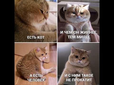 Мемы с котами алексея Приколы с котами. Троллинг котов Мемозг #45 YouTube