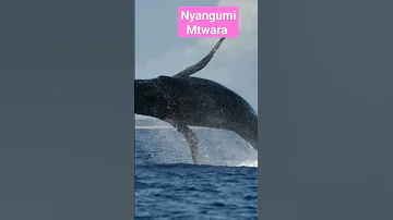 Nyangumi Kivutio Mtwara Funny 