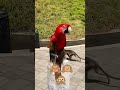 #monkey #vijay #anime #trending#animals#tamilshorts #trending#comedyshorts#reels
