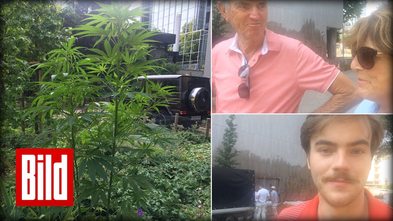 Marijuana Pflanze verwirrt die Frankfurter - Nutzhanf oder Drogenanbau?