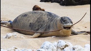 Hawaiian Monk Seal Advocacy - Protecting Endangered Animals