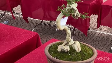 Triển lãm cây cảnh huyện Lục Ngạn, Bắc Giang