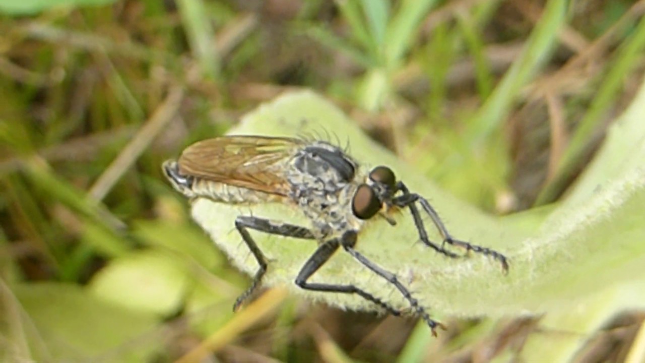 Dance Fly  - Empis tessellata  - Breddur - Dansfluga -  Flugur - Skordýr - Ránfluga