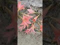 flowers 🌷#trending #ytviral #ytshorts #shortsvideo #shorts #yt #reemahomekitchen #flowers