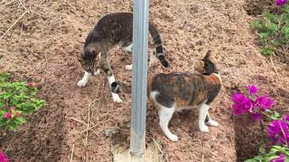 Many cats in the Garden