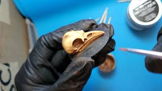 Antiqued Bird Skull Cameo Part 1
