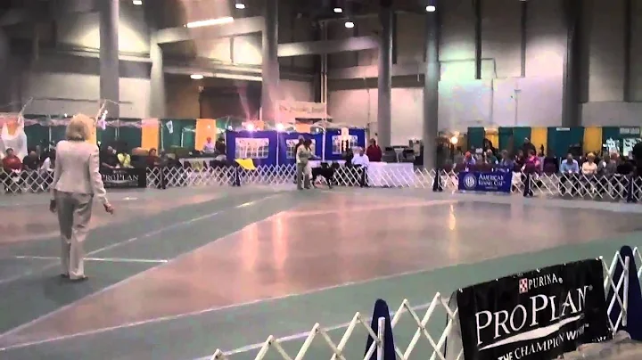 GUINNESS-  Kelly Marquis &Guinness at Regionals