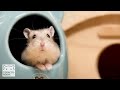 ハムスターの里親になりました。【ジャンガリアンハムスター】/Became a hamster foster parent.