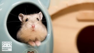 ハムスターの里親になりました。【ジャンガリアンハムスター】/Became a hamster foster parent.